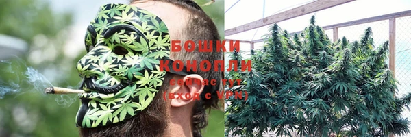 сатива Белокуриха